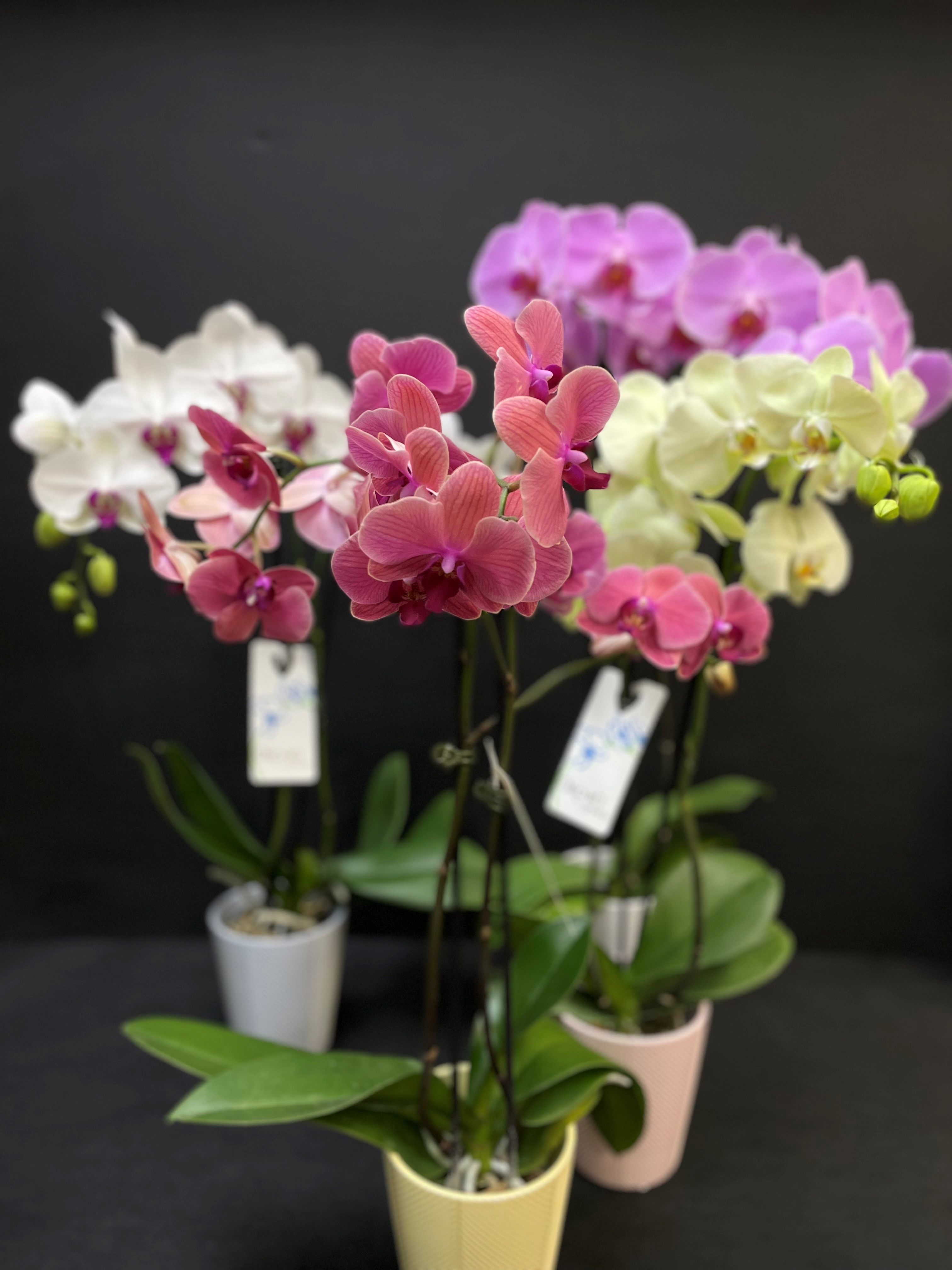 orchidplants